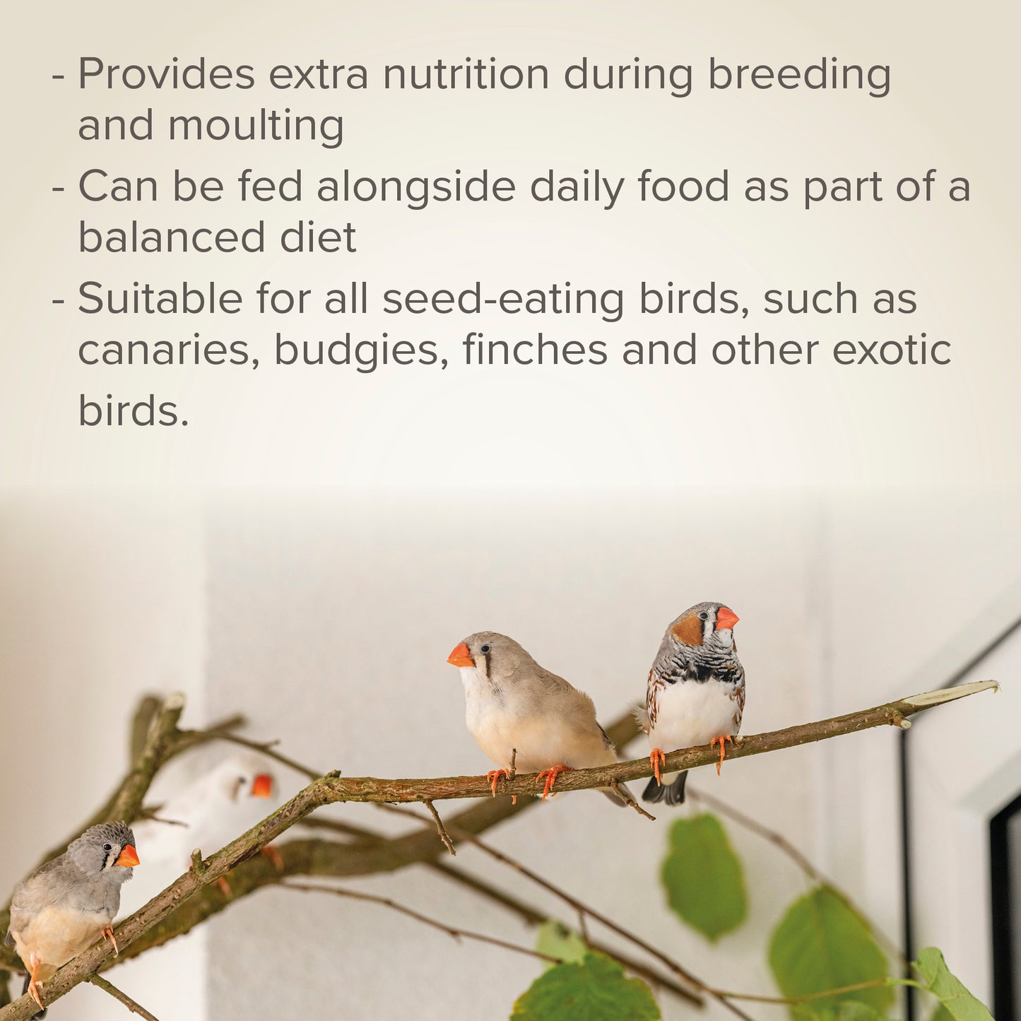 Beaphar Egg Food for Canaries 🐤 & Exotic Birds | High Protein Bird Supplement 1kg