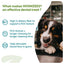 Whimzees Hedgehog Natural Veggie Dental Chew