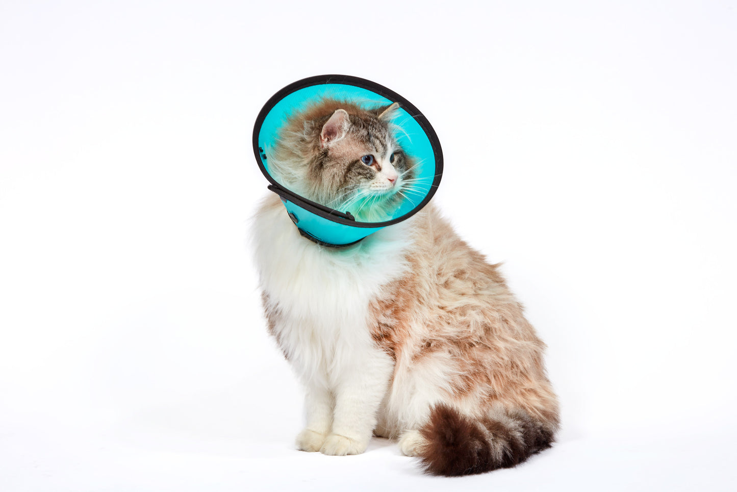 MDC | Dog & Cat Surgical Recovery | Smart Collar