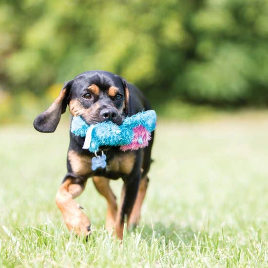 KONG Cozie | Brights Soft Dog Toy