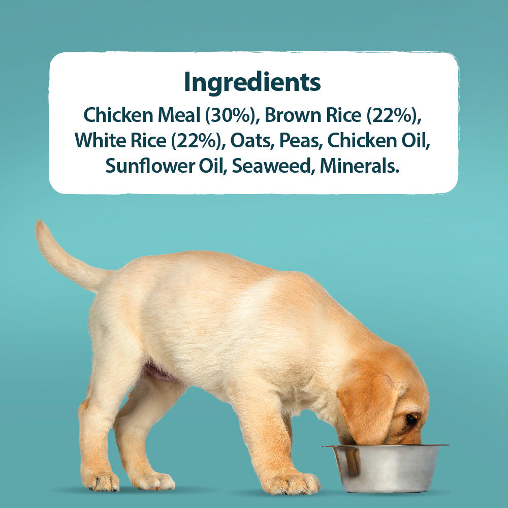 Puppy eating from a bowl with ingredient list on a teal background