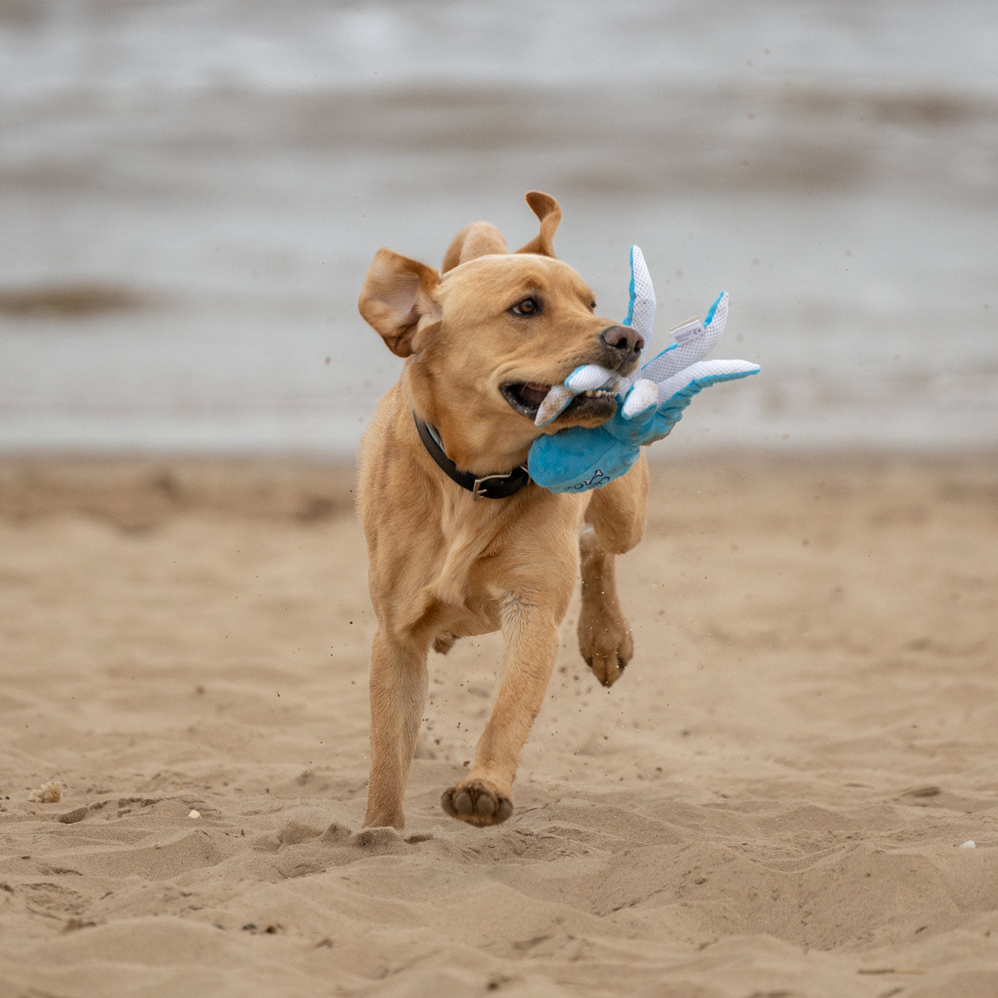 Chill Out | Cooling Octopus Dog Toy | Keep Cool in Heatwaves & Hot Summer Weather