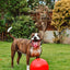 Dog playing with a red ball in a grassy yard
