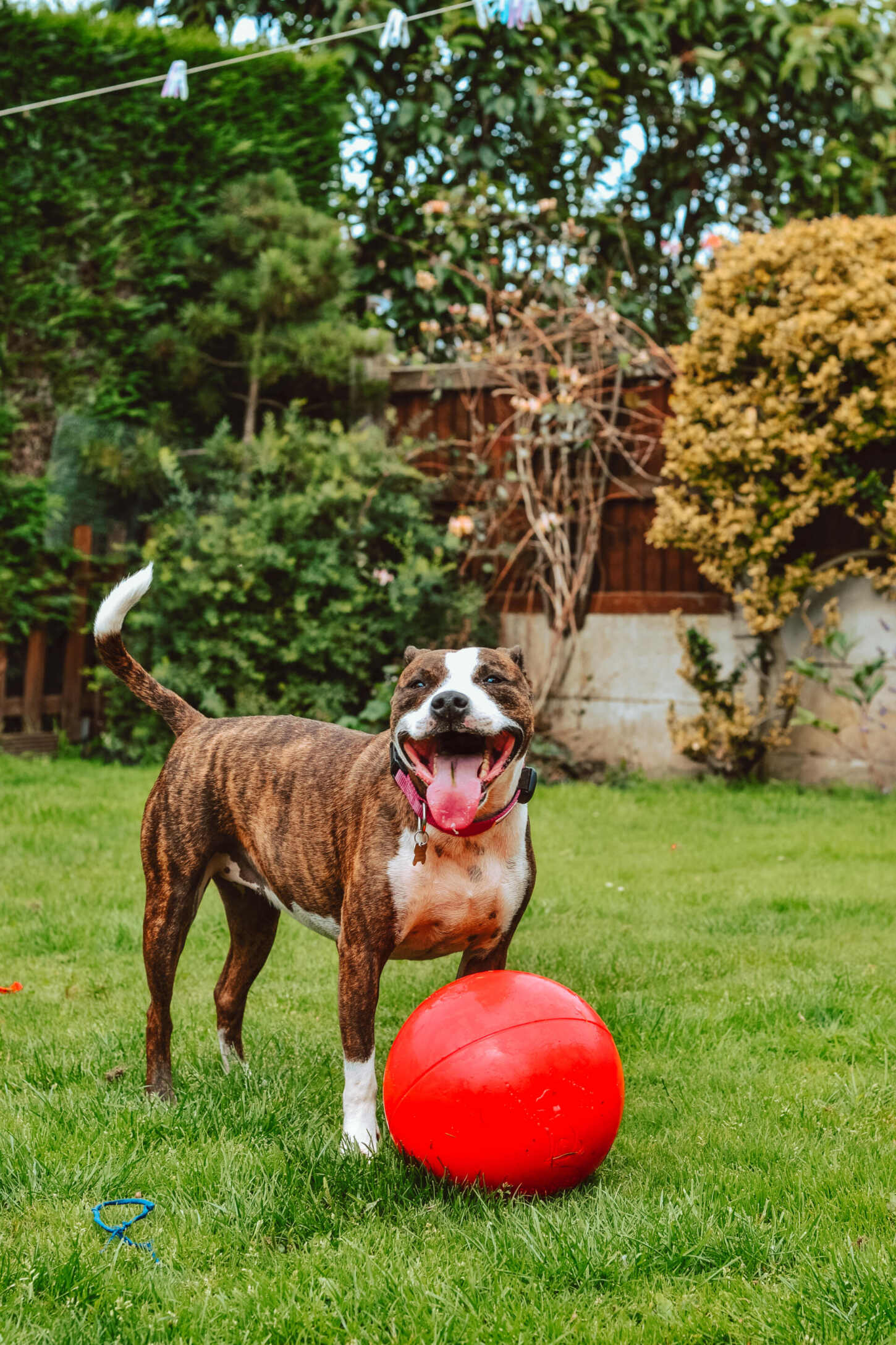 Dog playing with a red ball in a grassy yard