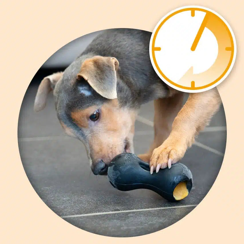 Dog playing with a chew toy on a pavement