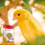 Beaphar Egg Food for Canaries 🐤 & Exotic Birds | High Protein Bird Supplement 1kg