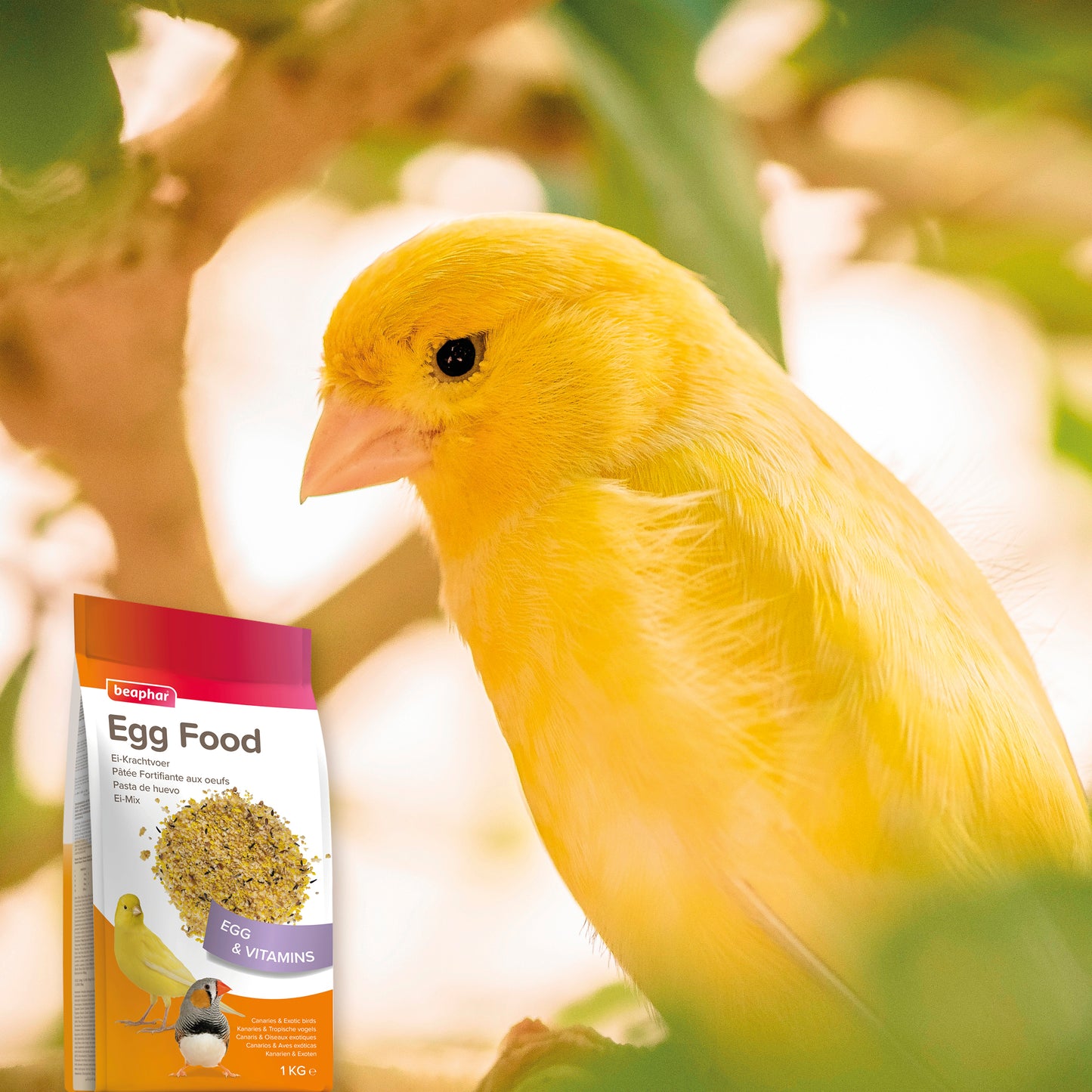 Beaphar Egg Food for Canaries 🐤 & Exotic Birds | High Protein Bird Supplement 1kg