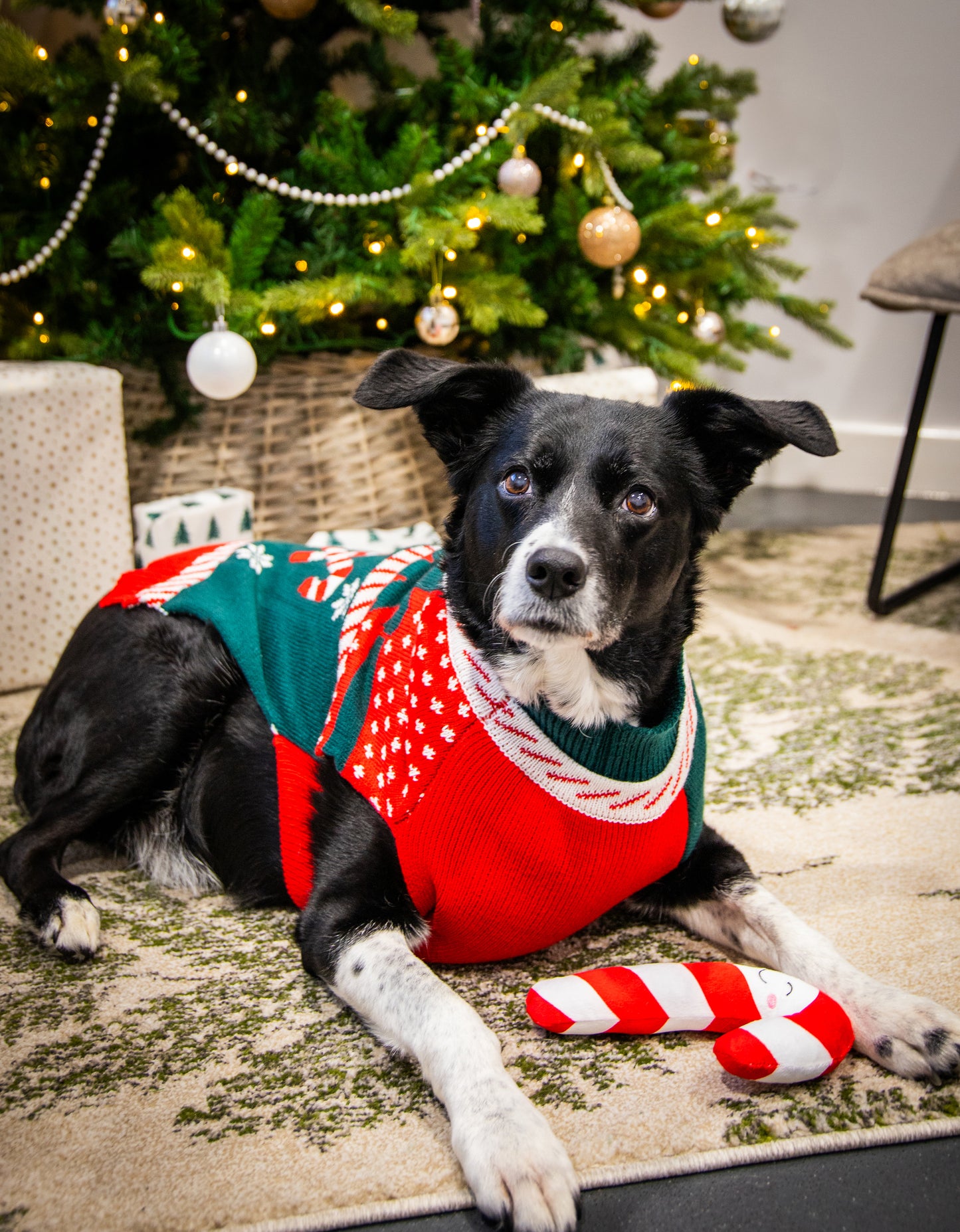 Dog Christmas jumper