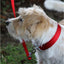 Ancol | Dog Collar | Viva Adjustable Polyweave Nylon - Red