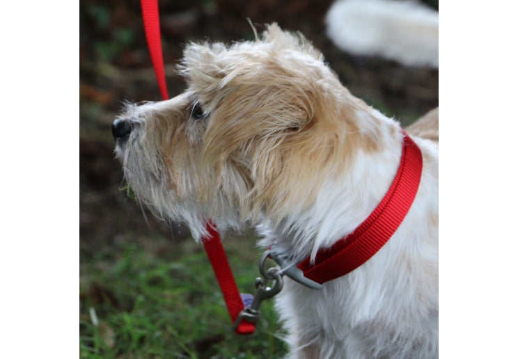 Ancol | Dog Collar | Viva Adjustable Polyweave Nylon - Red