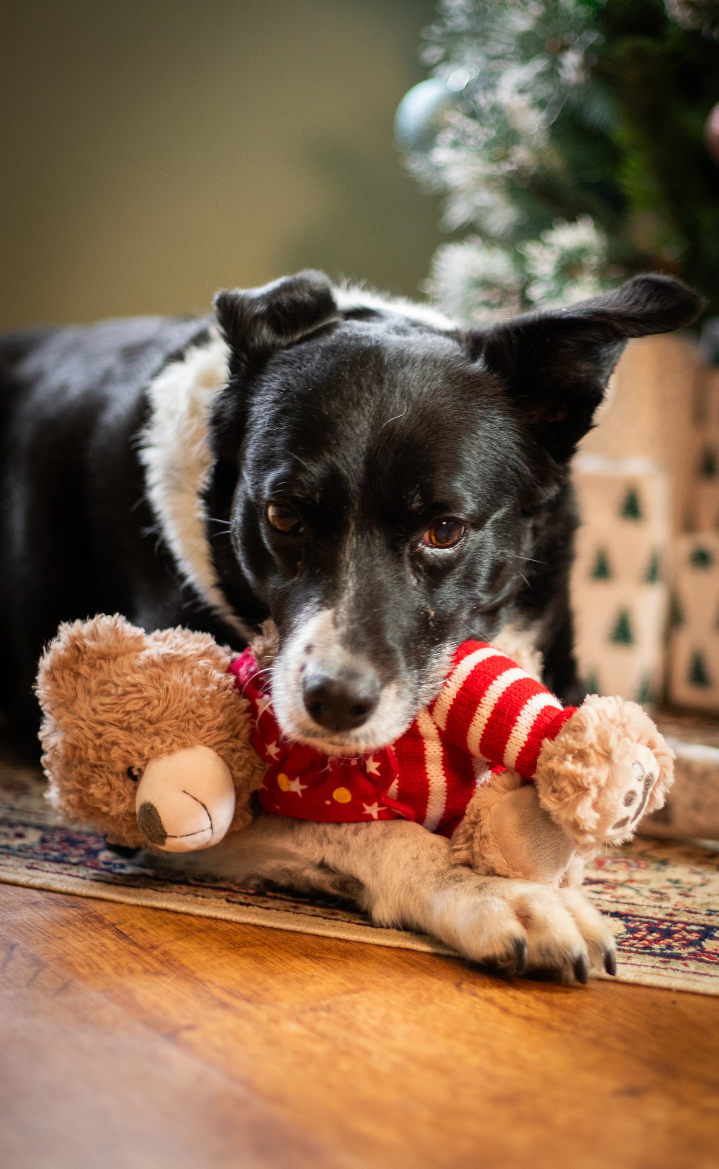 Rosewood Buddy Bear | Festive Soft Dog Toy