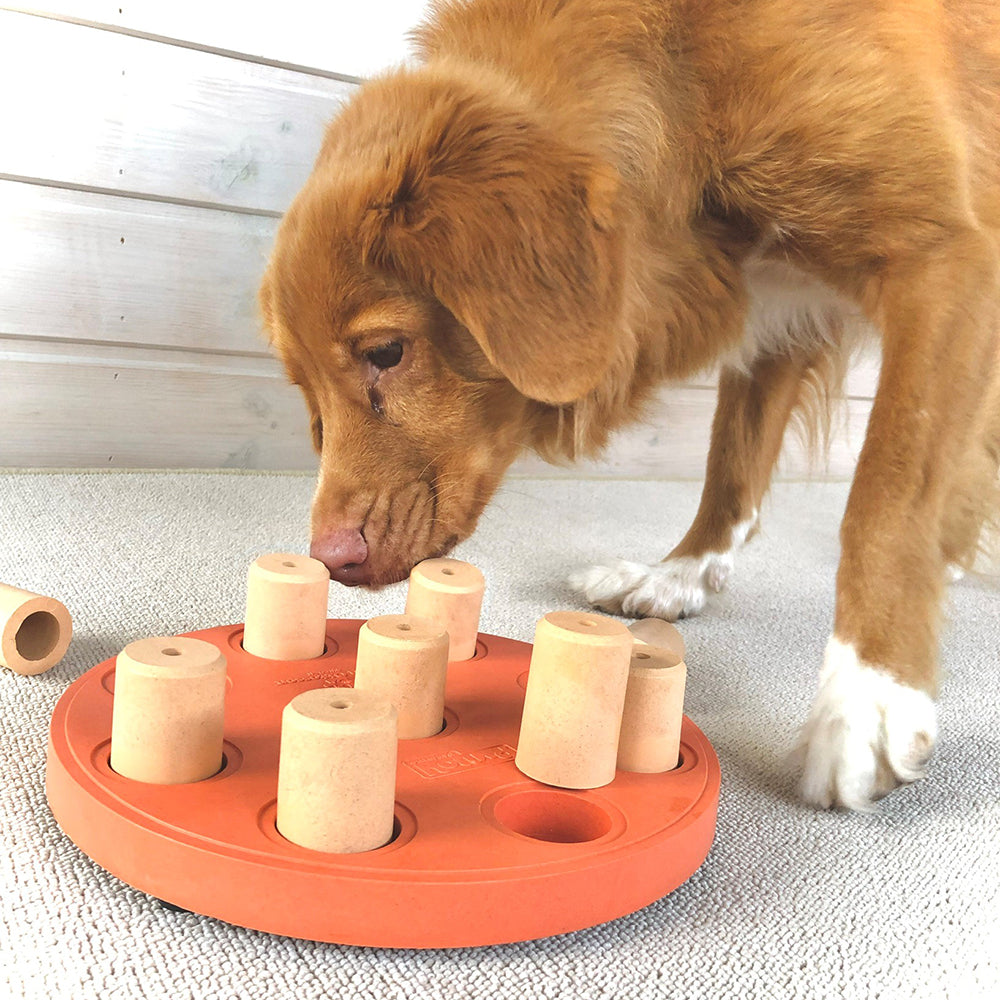 Dog interacting with a wooden puzzle toy on a carpeted floor.