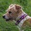 Ancol | Dog Collar | Nylon Adjustable Bone Pattern - Purple