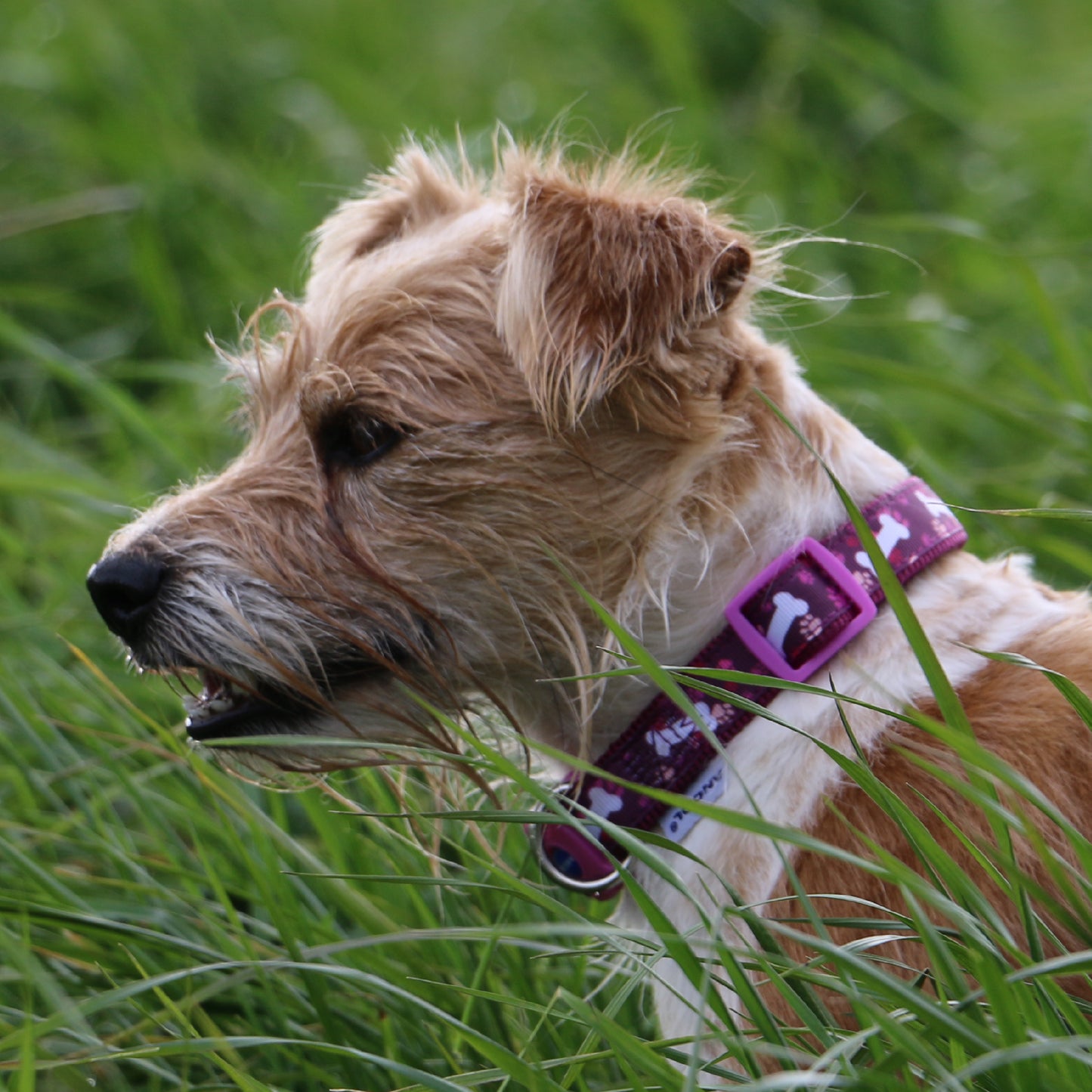 Ancol | Dog Collar | Nylon Adjustable Bone Pattern - Purple