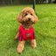Dog wearing an Down GAA jersey with black stripes on a grassy background