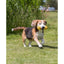 Dog running on grass with a yellow ball in its mouth