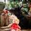 Rosewood Buddy Bear | Festive Soft Dog Toy
