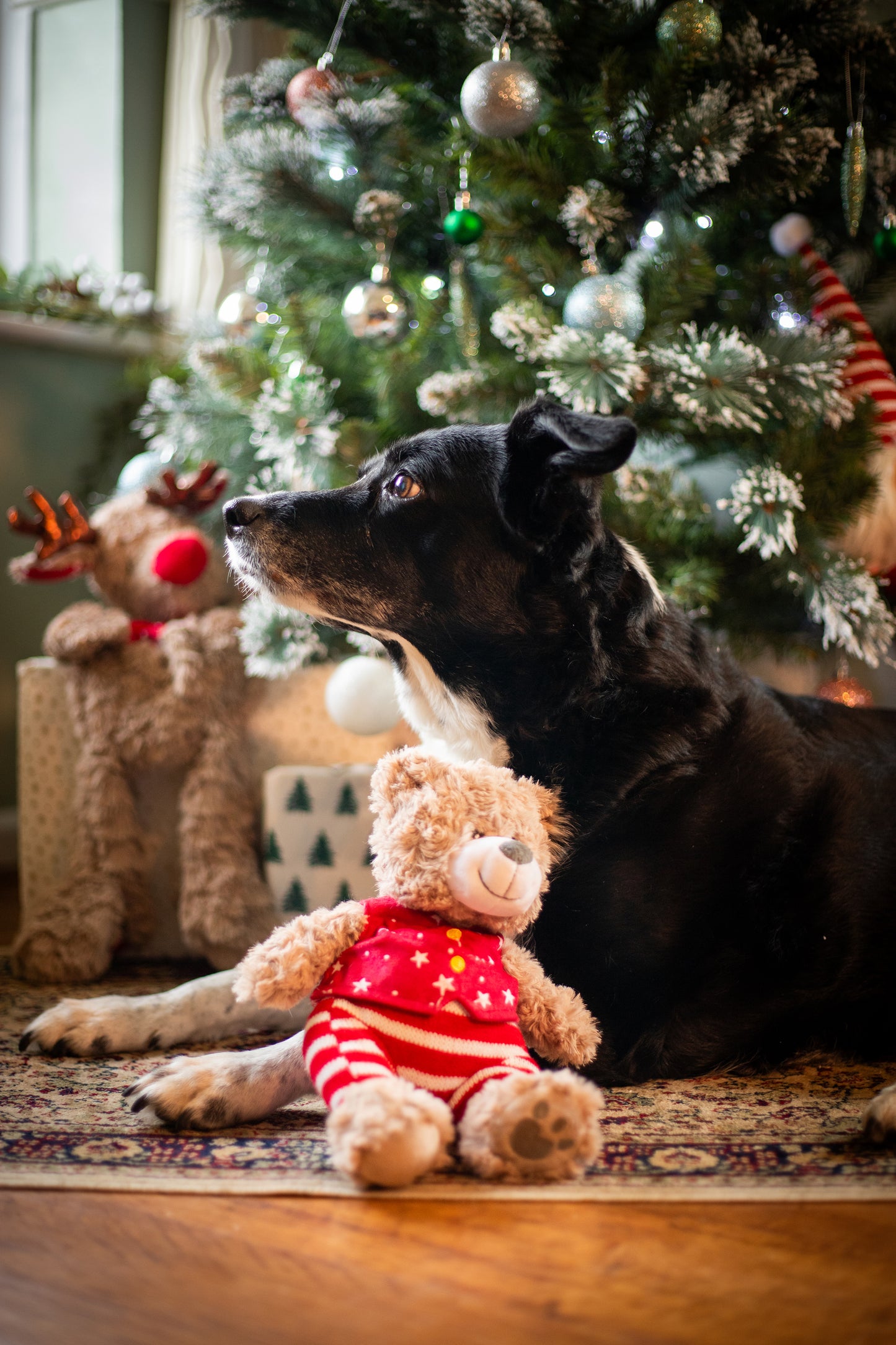 Rosewood Buddy Bear | Festive Soft Dog Toy