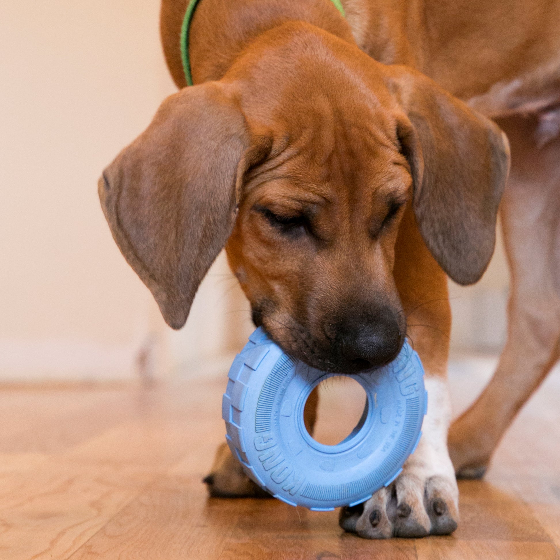 Dog playing with a blue toy on a wooden floor
