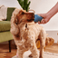 Beco Boredom Buster 🦴 Natural Rubber Treat Dispensing Enrichment Toy for Dogs