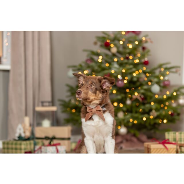 Trixie Christmas Bow for Dog Collar 🎄 Assorted Festive Pet Wear