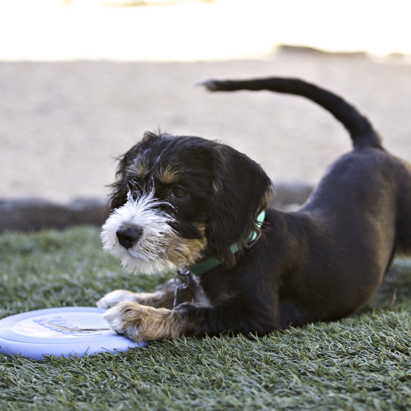 KONG Puppy Flyer Frisbee | Dog Toy Disc