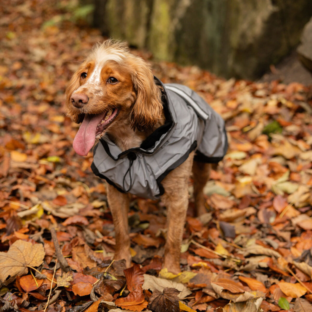 Danish Design 3-in-1 Dog Coat - Light Reflective Grey | Versatile All Weather Protection for Every Season
