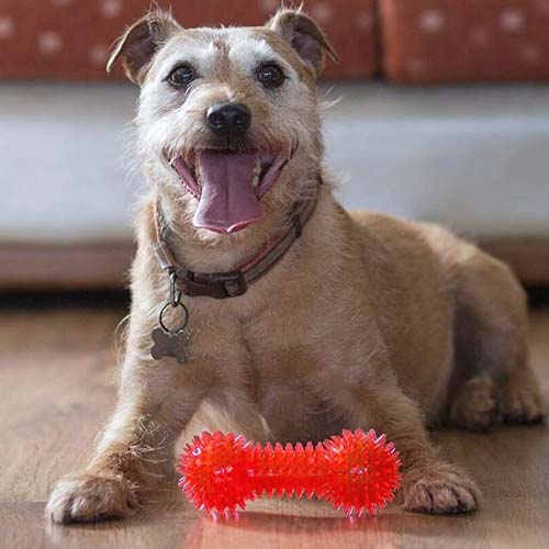 Dog with a red rubber toy on a wooden floor
