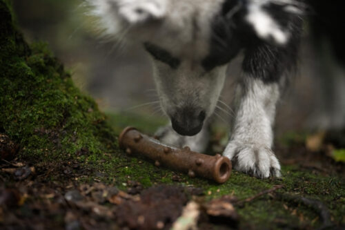 ECOMFY | Dog Safe Chew | Woody Dental Stick