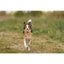 Dog running with a toy in a grassy field