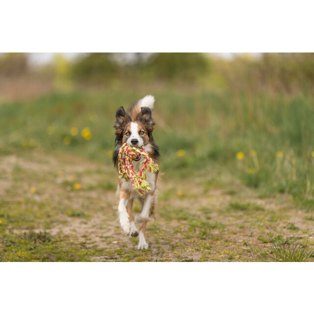 Dog running with a toy in a grassy field