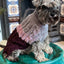Dog wearing a knitted sweater sitting on a teal cushion with a decorative tiled wall in the background.