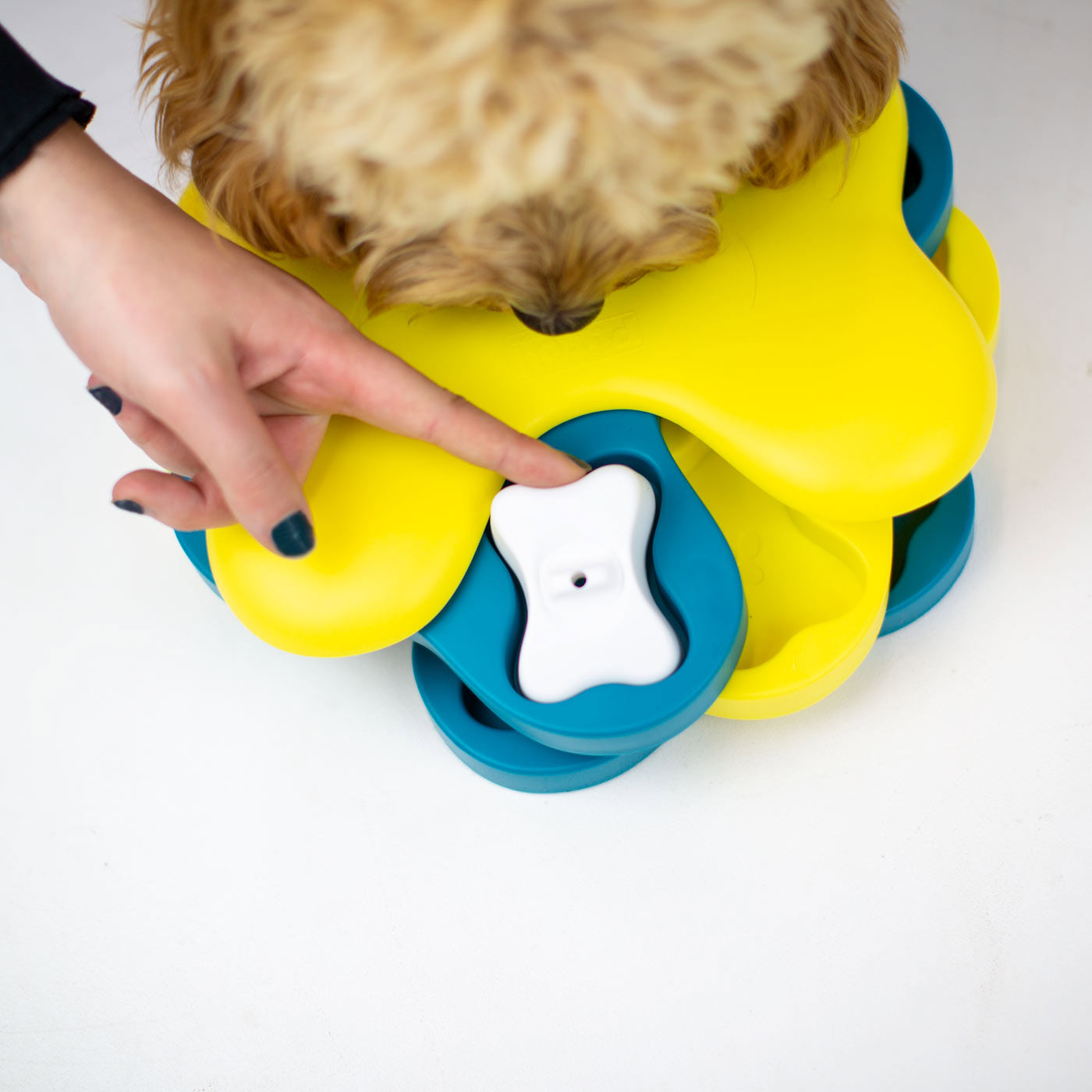 Dog playing with a yellow and blue interactive dog toy with a hand pointing to it on a white background