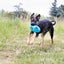 Dog running through a grassy field with a blue frisbee in its mouth