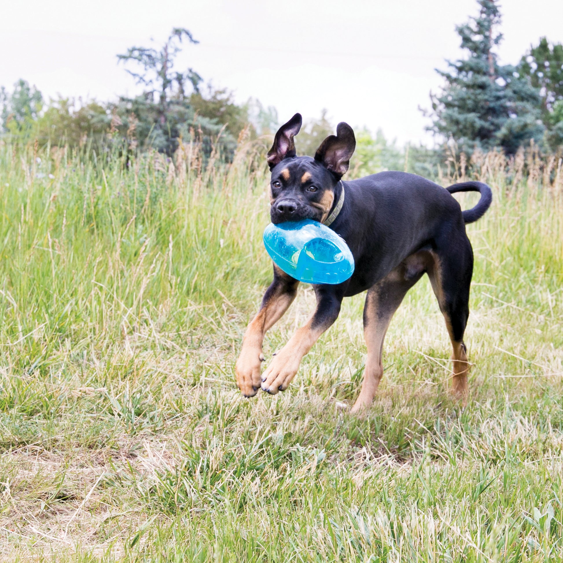 Dog running through a grassy field with a blue frisbee in its mouth