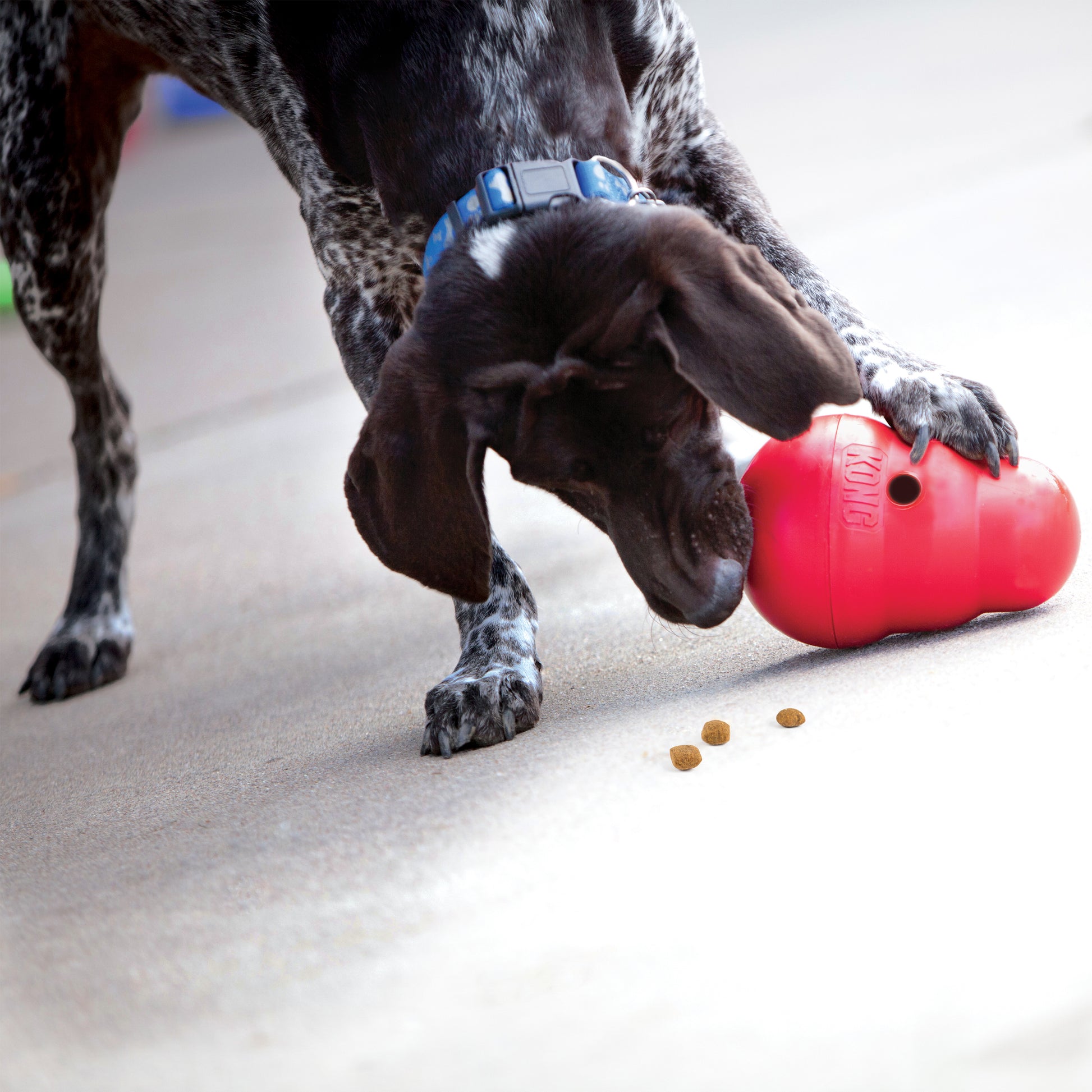 Dog playing with a red KONG toy on a carpeted floor.