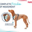 Halti Anatomy Harness | Comfortable Dog Walking & Training