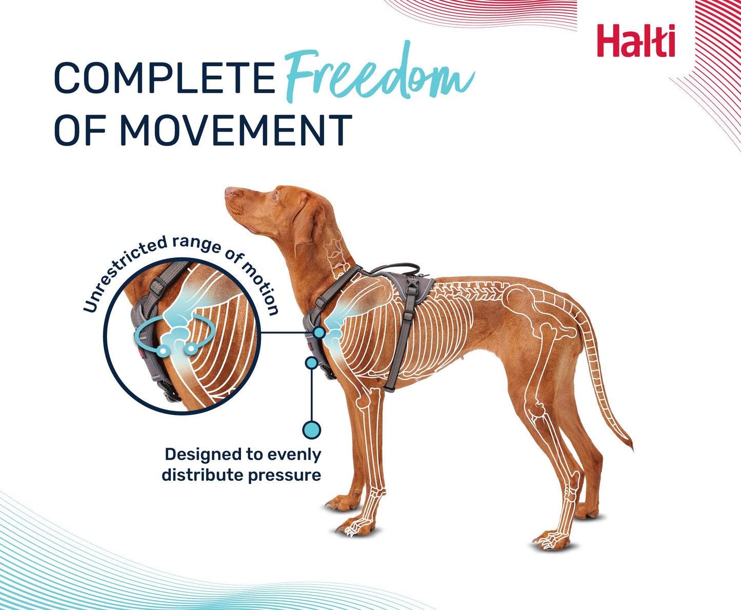Halti Anatomy Harness | Comfortable Dog Walking & Training