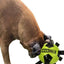 Dog playing with a green and black 'Mega Balls' toy on a white background