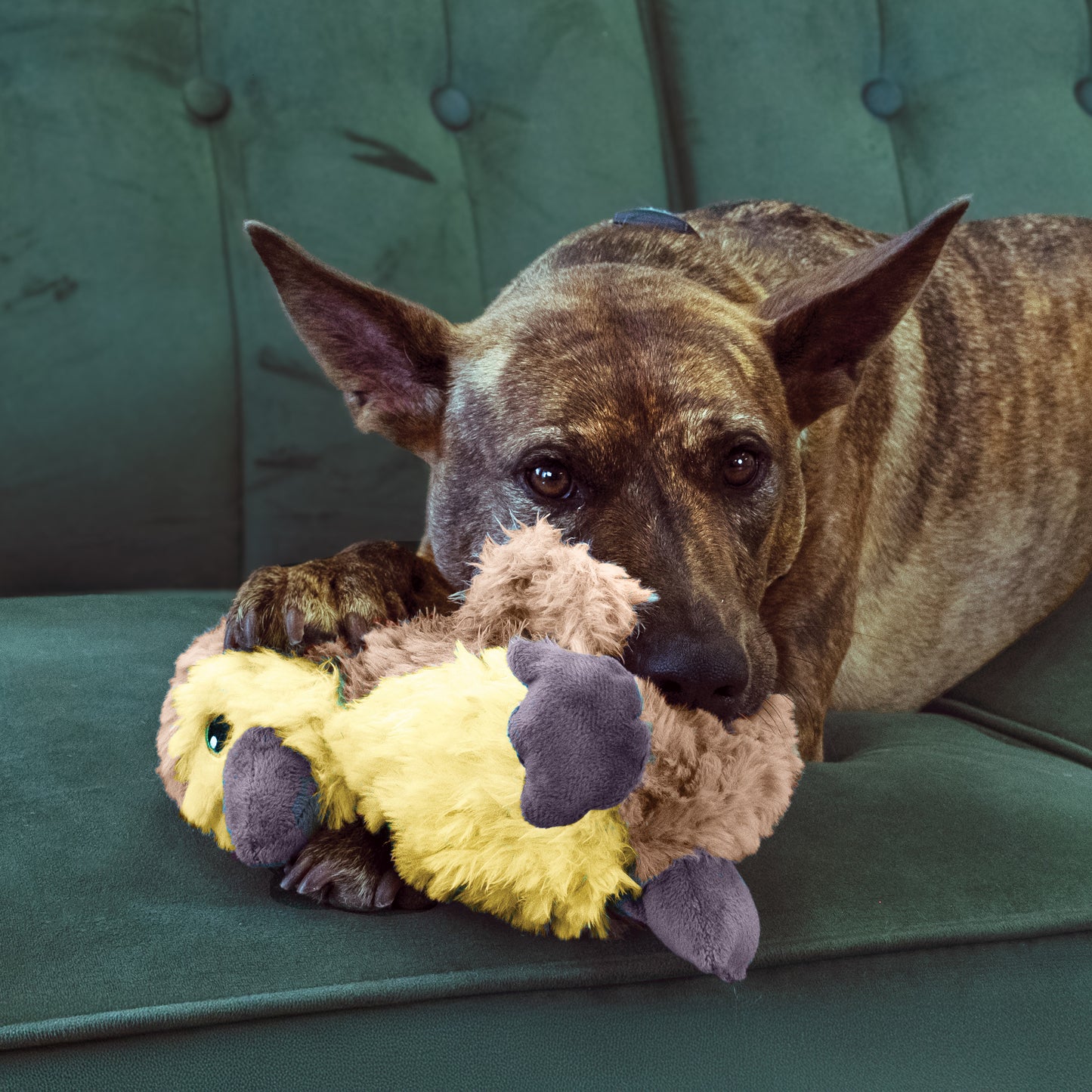 KONG Comfort Tykes Gosling, Cow & Goat Designs Available | Soft Toy for Small Dogs