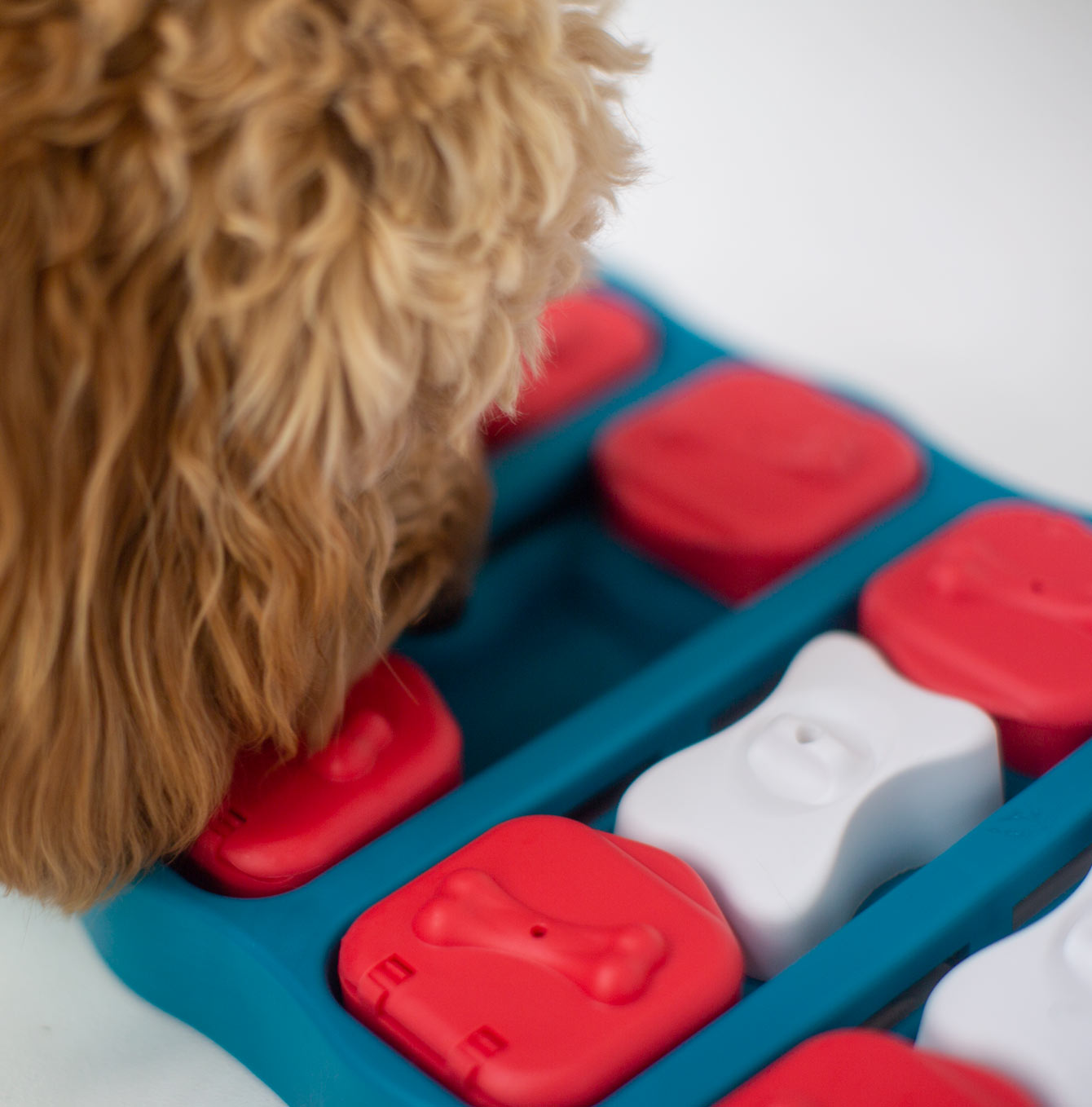 Dog interacting with a puzzle toy with red and white pieces