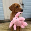 Dog holding a pink plush toy in its mouth
