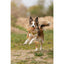 Dog running with a toy in a natural outdoor setting