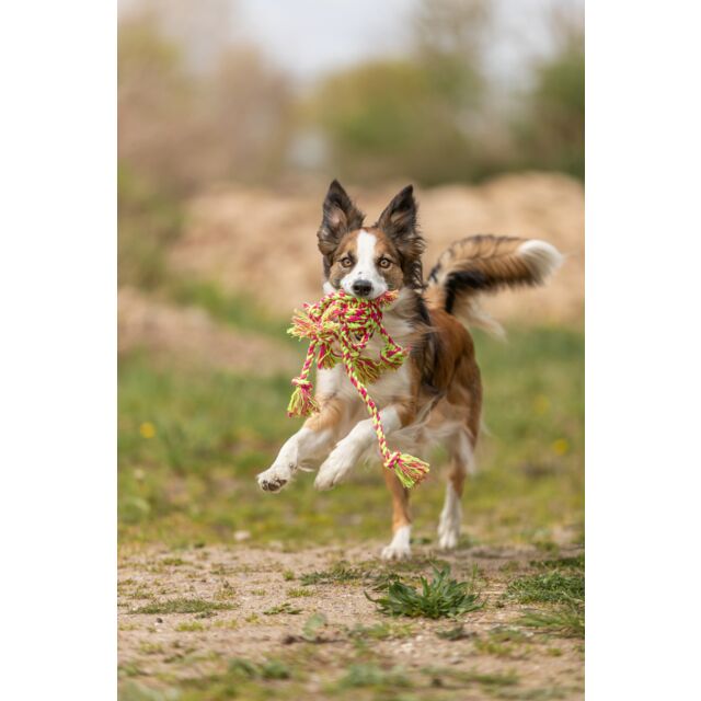 Dog running with a toy in a natural outdoor setting