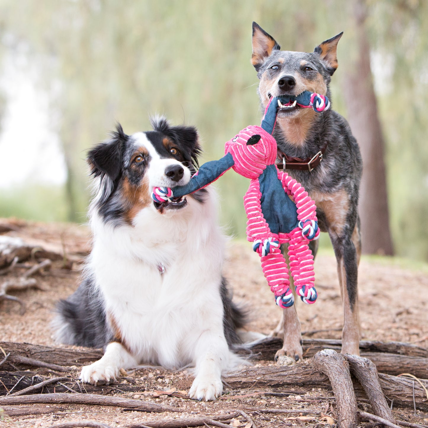 Two dogs playing with a pink and blue toy in a forest setting