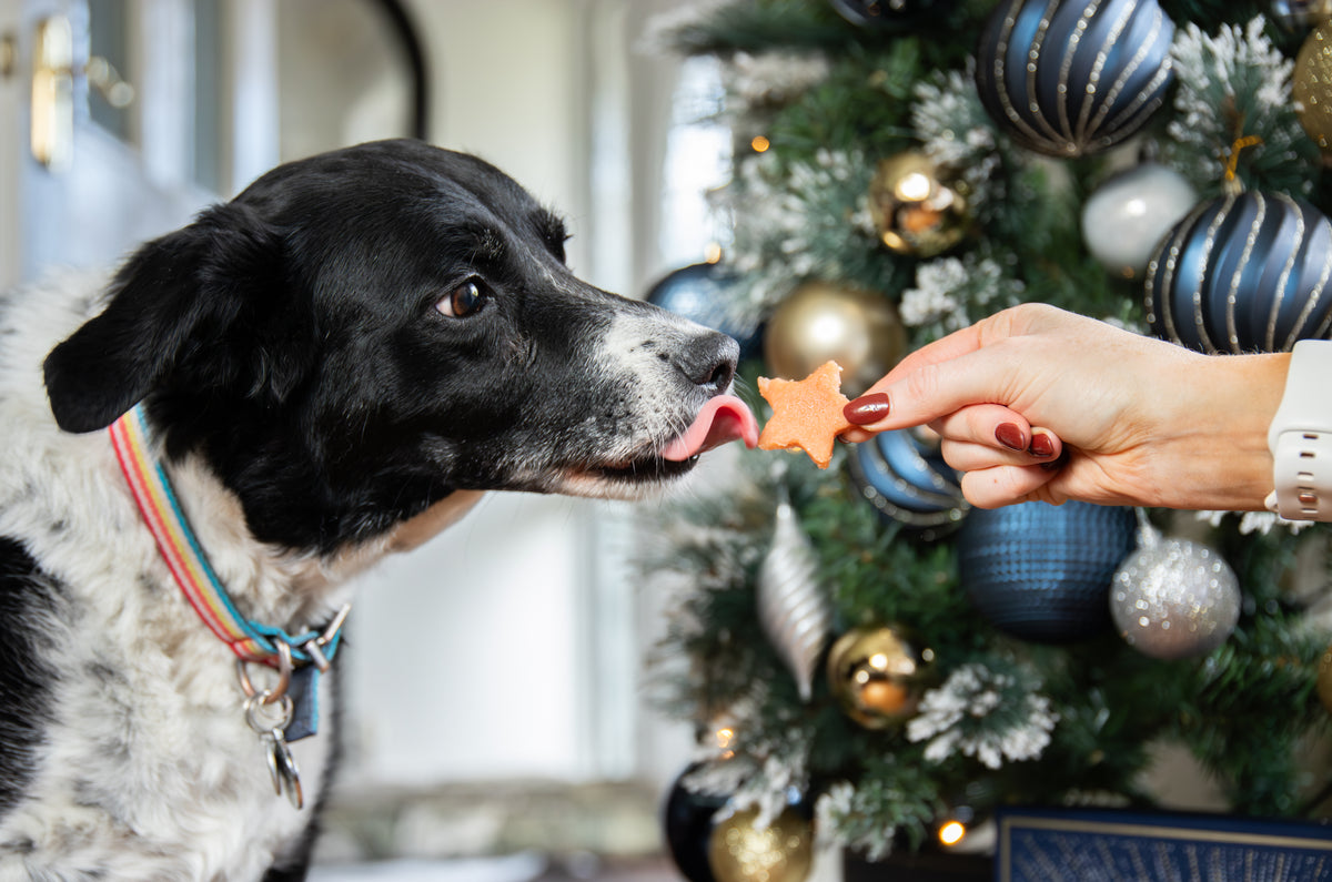 Chicken Meaty Stars 100g ⭐ Christmas Dog Treats by Cupid & Comet
