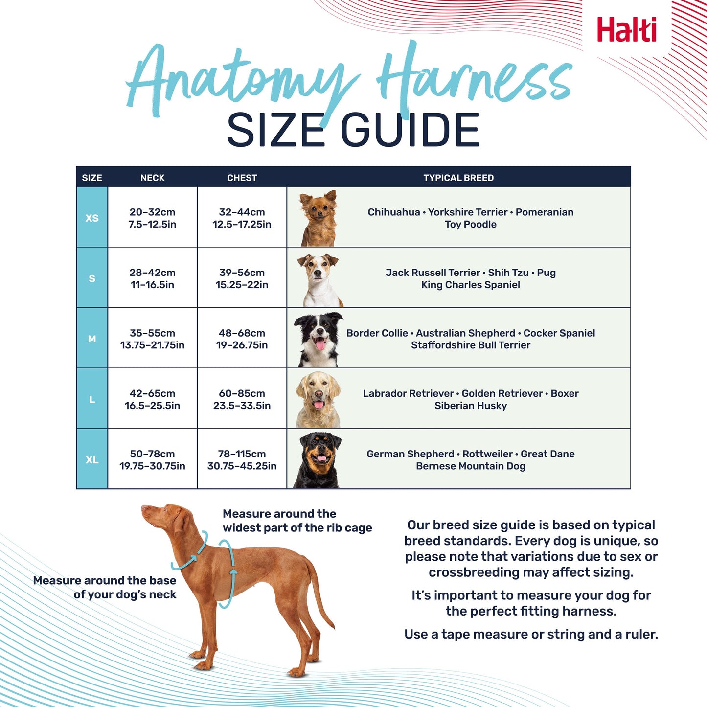 Halti Anatomy Harness | Comfortable Dog Walking & Training