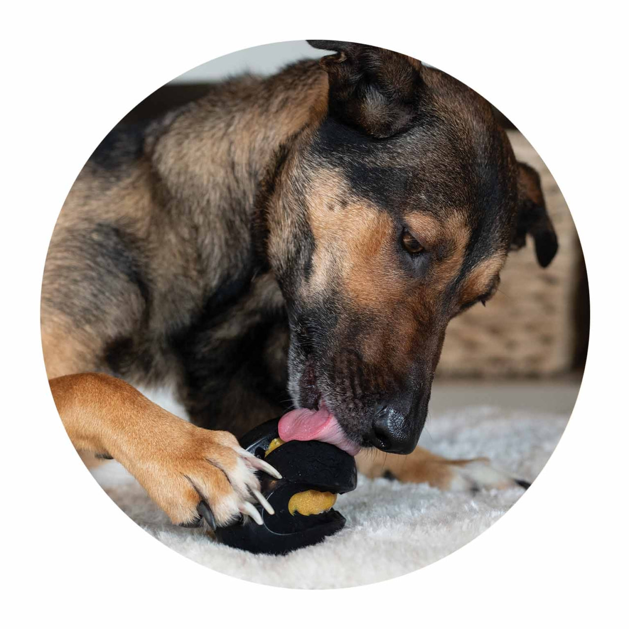 Dog playing with a black toy on a carpeted floor