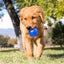 Dog running with a blue ball in a park