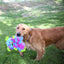 Dog playing with a colorful dog toy in a grassy outdoor setting